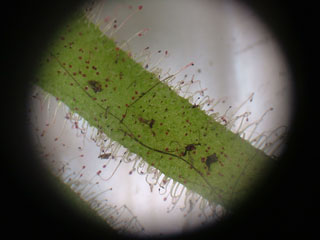 ステキなんだけどやっぱり育てる気にはならないなぁ、虫を捕まえるったってその前に虫を寄びよせるわけでしょ？やっぱイヤ