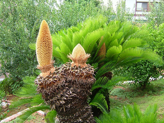 これで咲いているのかまだツボミなのか全然知らないけどなんか凄いよねこの花