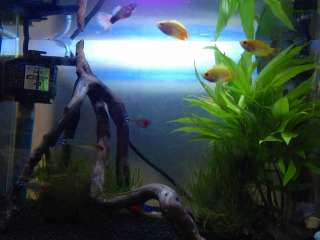 また水草替えたいな