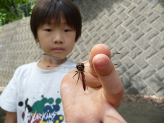 長男は全くおねしょとかしないんだよねぇ兄と妹で全然違うんだねぇ（T-T）
