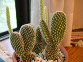 こいつには驚かされています、植え替えた日から毎日確実に伸びてます